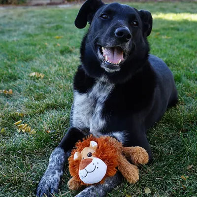 Product KONG® Cozie Nate Lion Plush Dog Toy