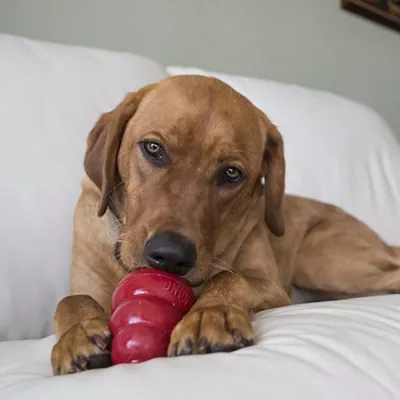 Product KONG®  Easy Treat Turkey & Sweet Potato Dog Treats 8 oz