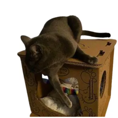 Product PetPro Cardboard Cat House for Indoor Cats