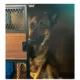 Product Lucky Kennels Stylish Wooden Dog Crate