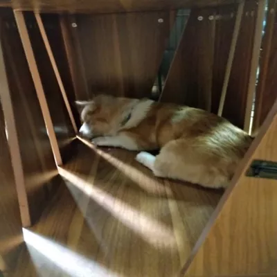 Product Lucky Kennels Penny Pet Crate