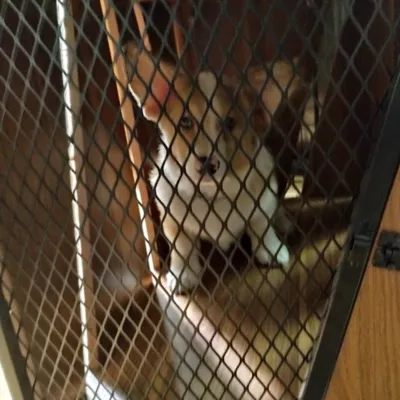 Product Lucky Kennels Penny Pet Crate