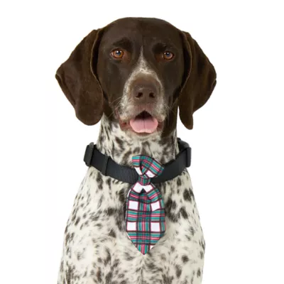 Product Merry & Bright® Light-Up Collar Slide