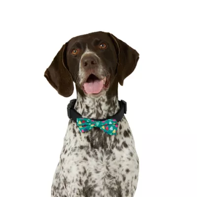 Product Merry & Bright® Light-Up Collar Slide