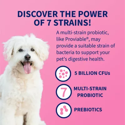 Nutramax Proviable Dog Probiotics, Daily Digestive Supplement with Prebiotics, 60 Chew Tabs - Image 3