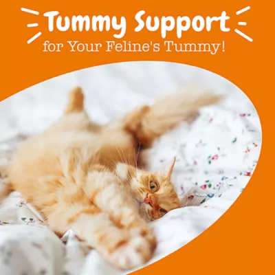 Product Zesty Paws Cat Probiotic Powder, Pumpkin, 30 Count