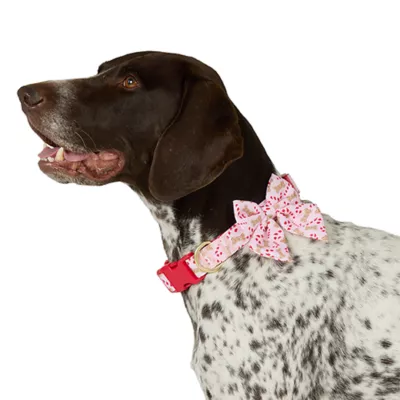 Product Merry & Bright® Pink Candy Cane Collar