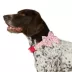 Merry & Bright® Pink Candy Cane Collar image thumbnail 2