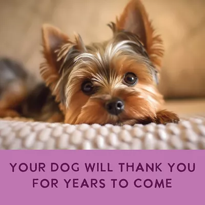 Health Extension Gently Cooked All Life Stages Wet Dog Food - Chicken & Pumpkin - Image 6