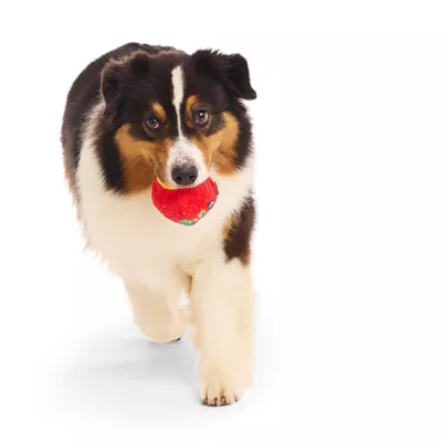 Product BARK Super Chewer Charlie Brown Peanuts Ornamutt Ornament Dog Toy