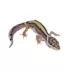 Fancy Leopard Gecko image thumbnail 1