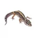 Product Fancy Leopard Gecko
