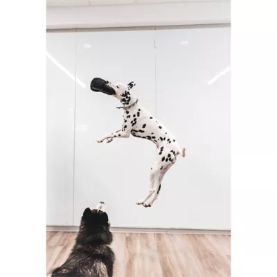 Pawty Animals Chewlulemon Bag Dog Toy - Image 3