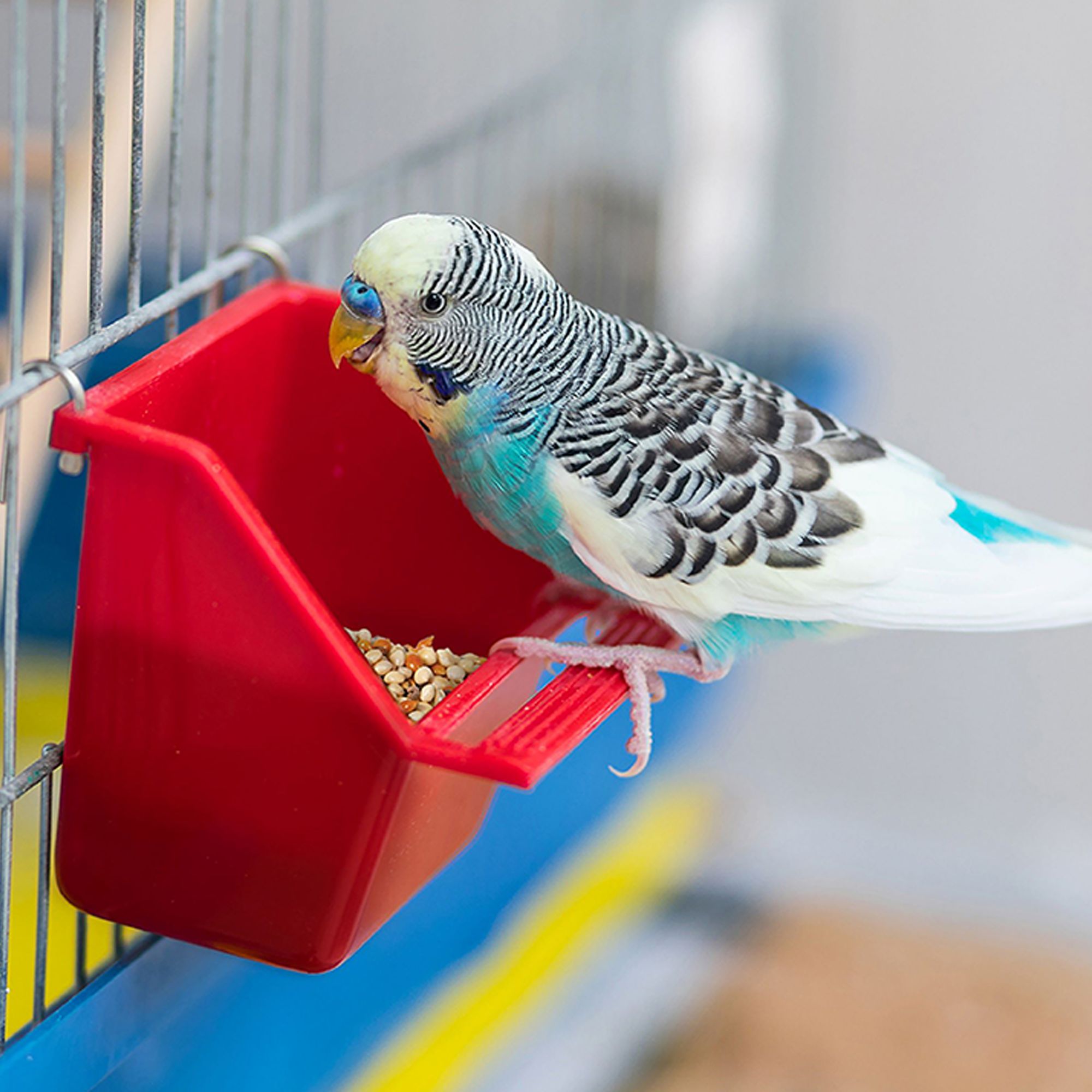 Wild Harvest® Universal Blend for Small Birds - thumbnail 7