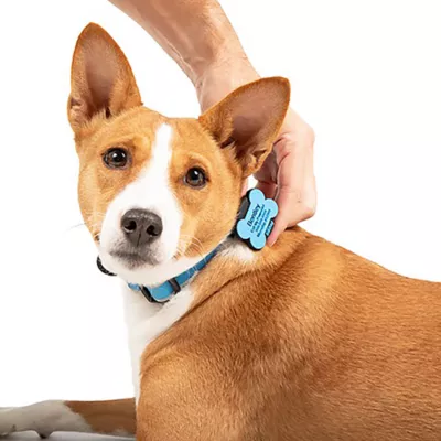 Product SiliDog Blue SmartTag AirTag Compatible