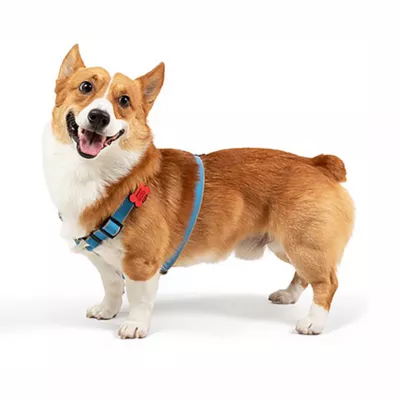 Product SiliDog Blue SmartTag AirTag Compatible
