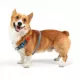 Product SiliDog Blue SmartTag AirTag Compatible
