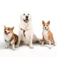 Product SiliDog Blue SmartTag AirTag Compatible