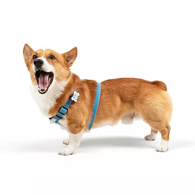 Product SiliDog Blue SmartTag AirTag Compatible
