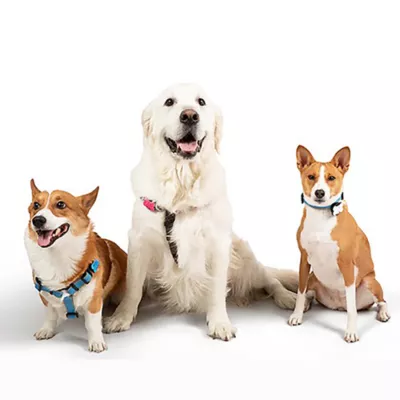 Product SiliDog Blue SmartTag AirTag Compatible