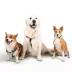 SiliDog Blue SmartTag AirTag Compatible image thumbnail 3