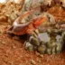 Exo Terra Stone Desert Substrate, Outback Red Stone, 10 kg (22 lbs) image thumbnail 2