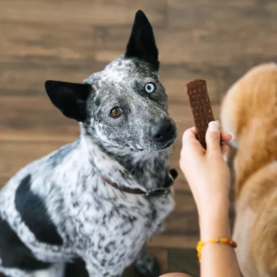 Product Bundle x Joy Ride & Vibe Salmon Superfood Jerky Bars Adult Dog Treats - 5 oz