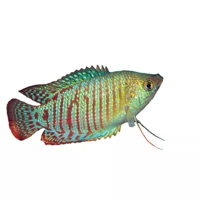 Product Assorted Dwarf Gourami Males
