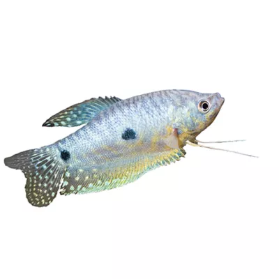 Product Assorted Gourami