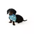 Top Paw® New Puppy Bandana image thumbnail 1