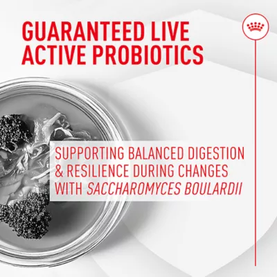 Product Royal Canin Probiotics for Dogs Digestive and Immune Health Powder Supplement