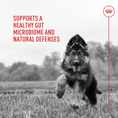 Product Royal Canin Probiotics for Dogs Digestive and Immune Health Powder Supplement