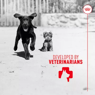 Product Royal Canin Immunity & Digestive Soft Chew Puppy Supplement, 60 count
