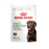 Royal Canin Adult Dog Digestive Supplement Soft Chews, Pre & Postbiotics, 60 Count image thumbnail 1
