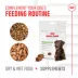 Royal Canin Adult Dog Digestive Supplement Soft Chews, Pre & Postbiotics, 60 Count image thumbnail 6