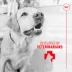 Royal Canin Adult Dog Digestive Supplement Soft Chews, Pre & Postbiotics, 60 Count image thumbnail 8