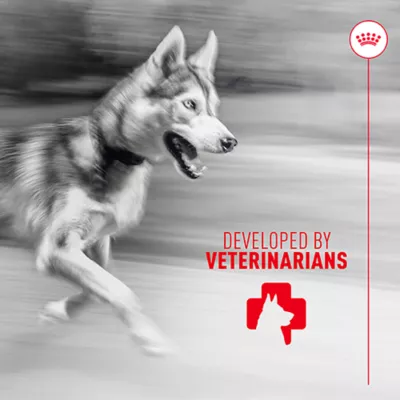 Product Royal Canin Joint Supplement Soft Chews for Adult Dogs, 60 count