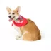 Top Paw® Vday Bandana image thumbnail 1