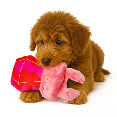 Product Joyhound® Valentines Day Ring Pop Dog Toy