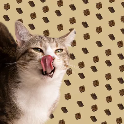 ROAM® Ossy-Nibs Cat Treats - Cape Ostrich, 0.7 Oz - Image 5