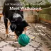 WOOF Walkabout Treat Dispensing Dog Toy image thumbnail 3