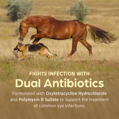 Terramycin Ophthalmic Ointment for Dogs, Cats & Horses - (3.5-g) Tube - Image 5