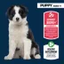 Authority Everyday Health Puppy Dry Dog Food - Lamb & Rice image thumbnail 3