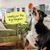 WOOF Flyball Treat Dispensing Dog Toy image thumbnail 8