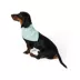 Top Paw® New Puppy in Training Bandana image thumbnail 1