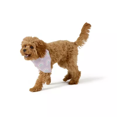 Top Paw® New Puppy Rainbow Bandana - Image 1