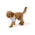 Top Paw® New Puppy Rainbow Bandana image thumbnail 1