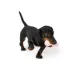 Joyhound® Puppy Pacifier Dog Toy image thumbnail 2