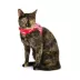 Whisker City® Cat Harness and Leash Hearts image thumbnail 3