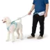 Top Paw® Dreamy Beginnings Leash: Up to 8 ft long image thumbnail 2